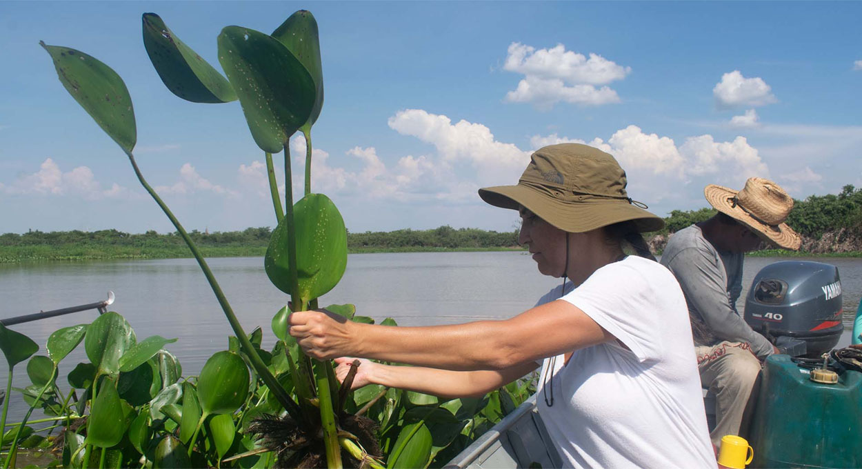 Startup da biodiversidade, Debates, Eletromobilidade e Estoque em baixa