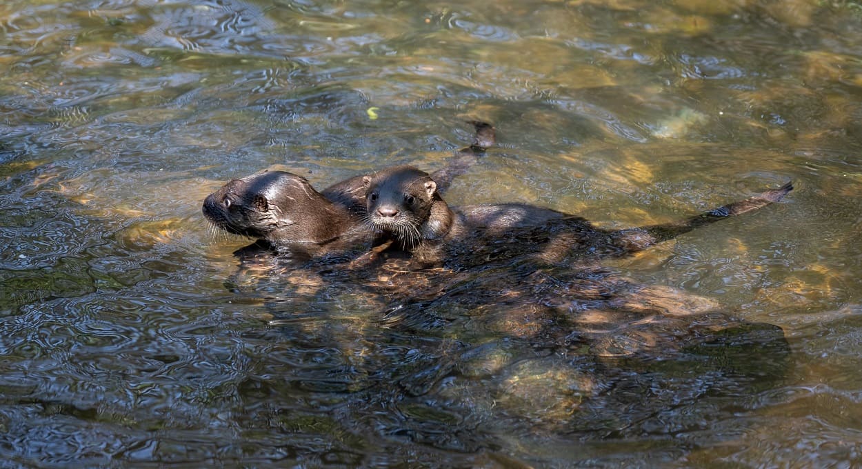 Vote para escolher os nomes das lontras do Refúgio Bela Vista