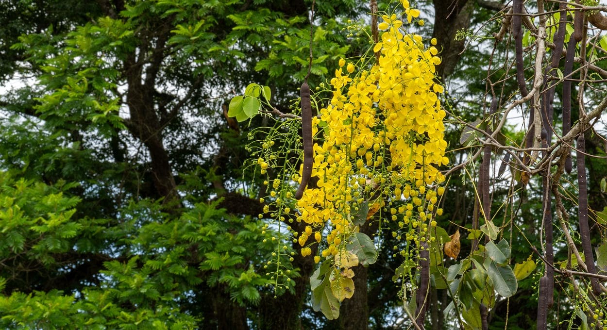 Conhece a chuva-de-ouro? Saiba curiosidades sobre a planta