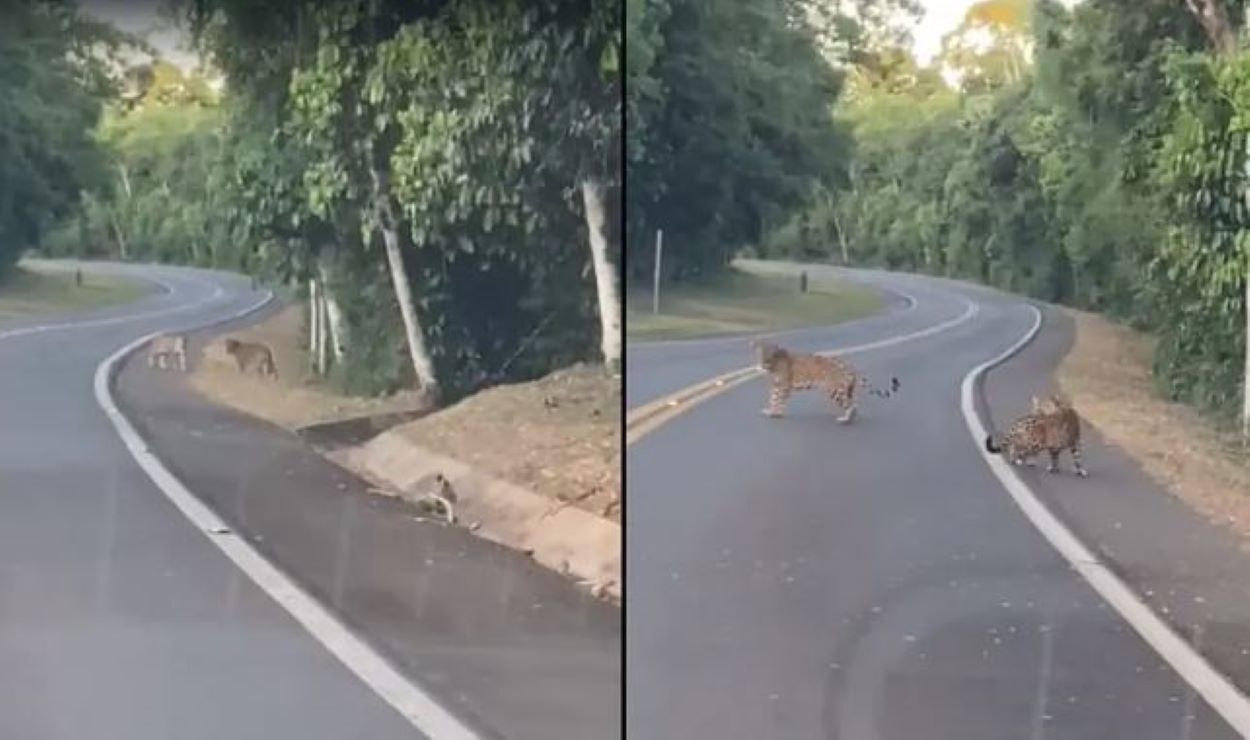 MPF quer medidas urgentes contra atropelamento de animais no Parque