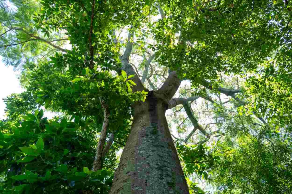 Conferência de meio ambiente abre inscrição para a comunidade participar