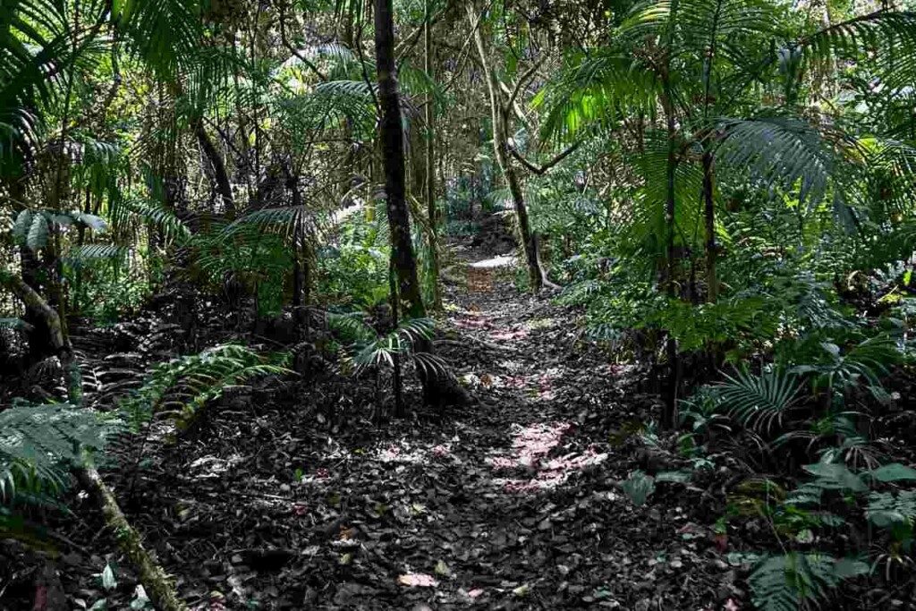 Trilha Quilombo Apepú percorre a floresta junto ao Parque Nacional