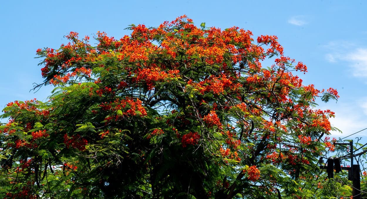 Curta a sombra do flamboyant na Vila Yolanda em Foz do Iguaçu