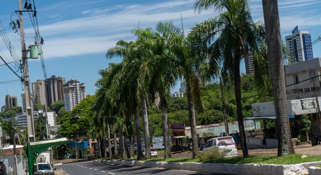 Percorra um canteiro repleto de palmeiras em Foz do Iguaçu