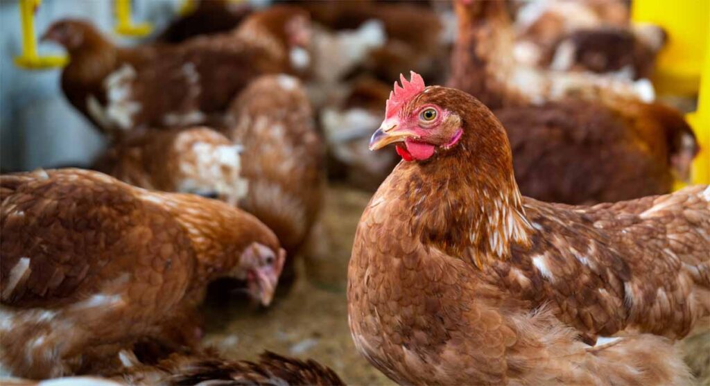 Zootecnia impulsiona produção e consumo de  frango no Brasil