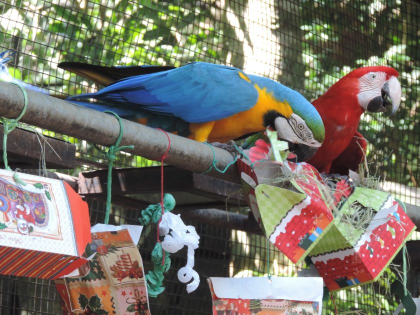 Parque das Aves promove Natal das Aves neste dia 23