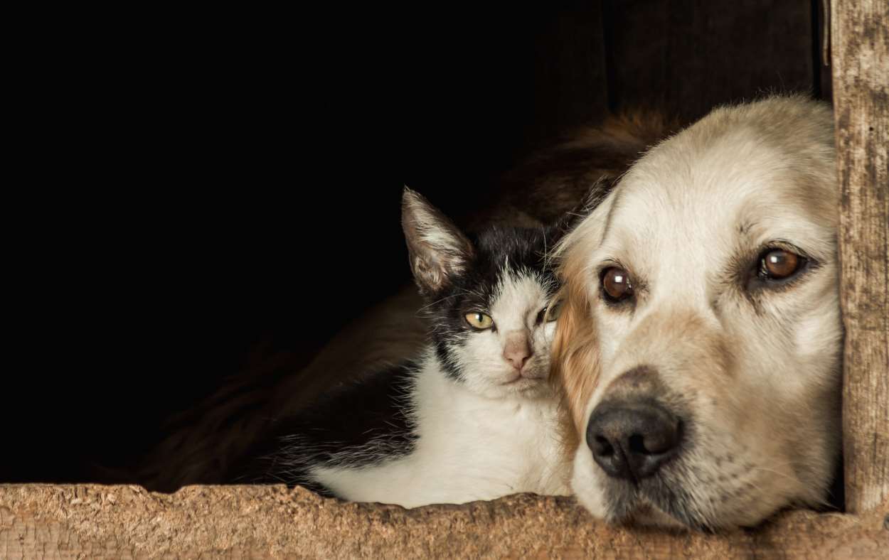 foz-do-iguaçu-serviço-veterinário-caes-gatos