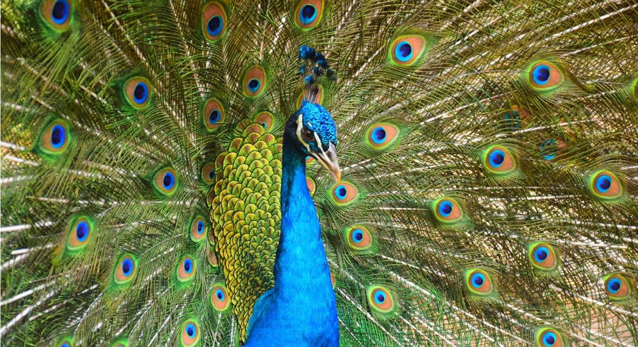 Vale dos Dinossauros amplia atrações com aves reais