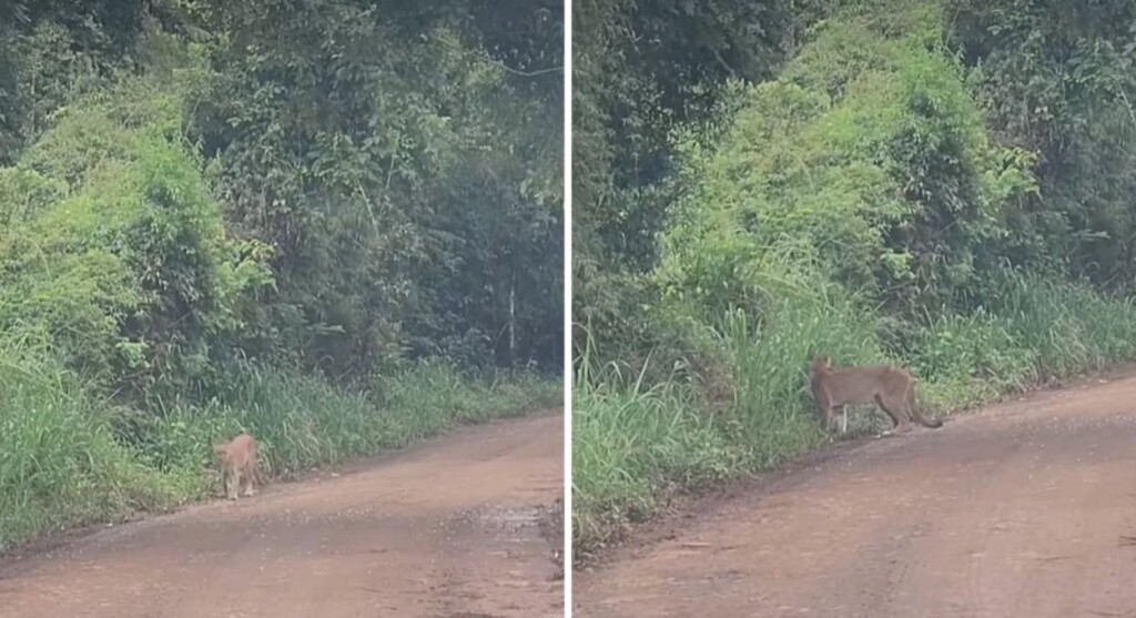 Vídeo mostra onça-parda em trilha do Parque Nacional Iguazú – assista