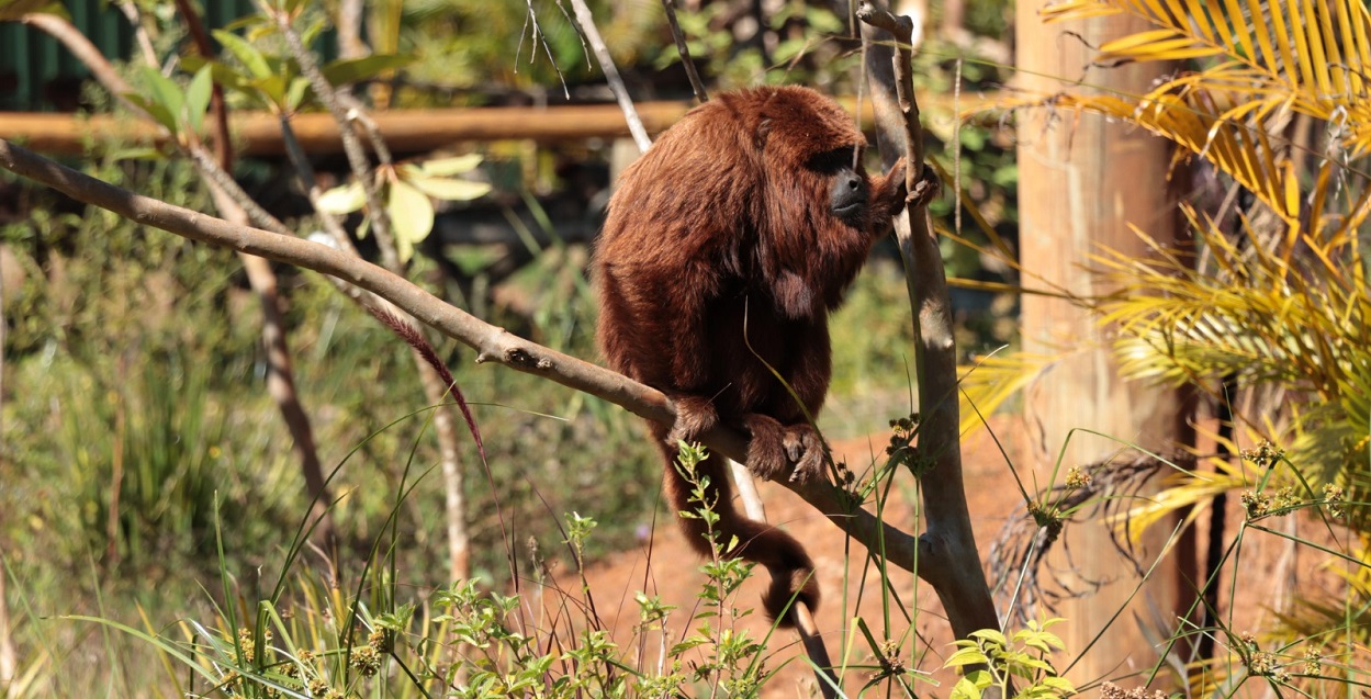 Eco Park Foz terá espaço de imersão com macacos