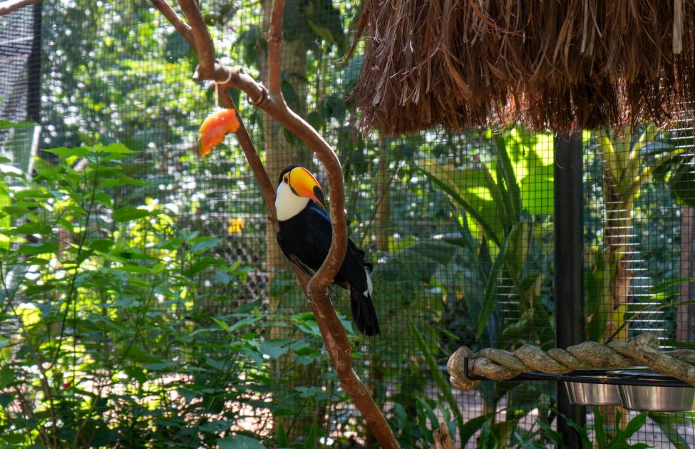 Parque das Aves inaugura Mundo dos Tucanos em Foz do Iguaçu