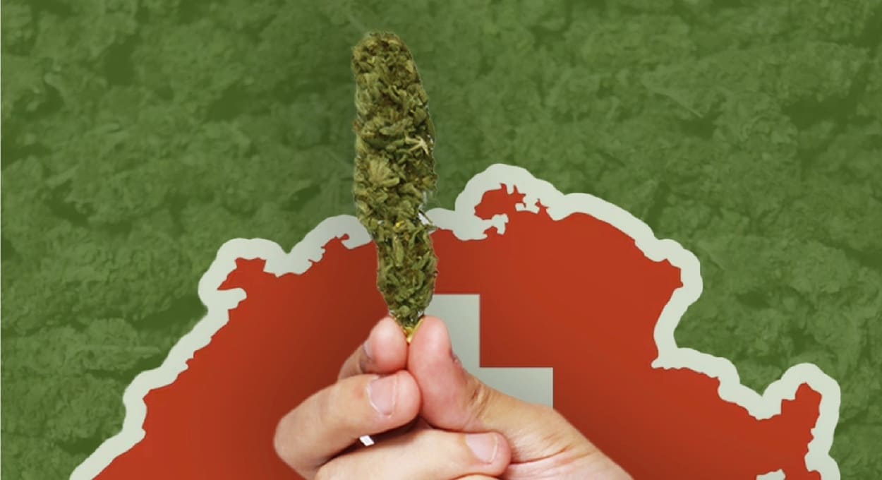 Produção de cannabis industrial mobiliza mais de 700 pequenos produtores no Paraguai.