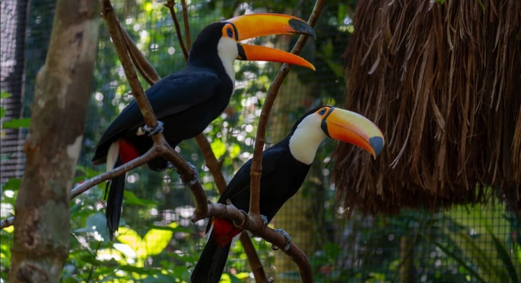 Tucanos encantam visitantes no Parque das Aves – faça um passeio!