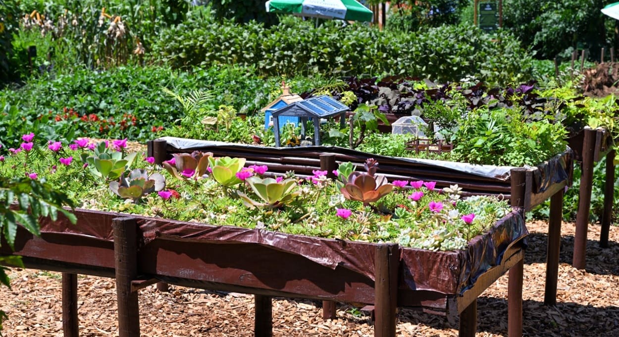 Itaipu firma convênio para incentivar uso de plantas medicinais