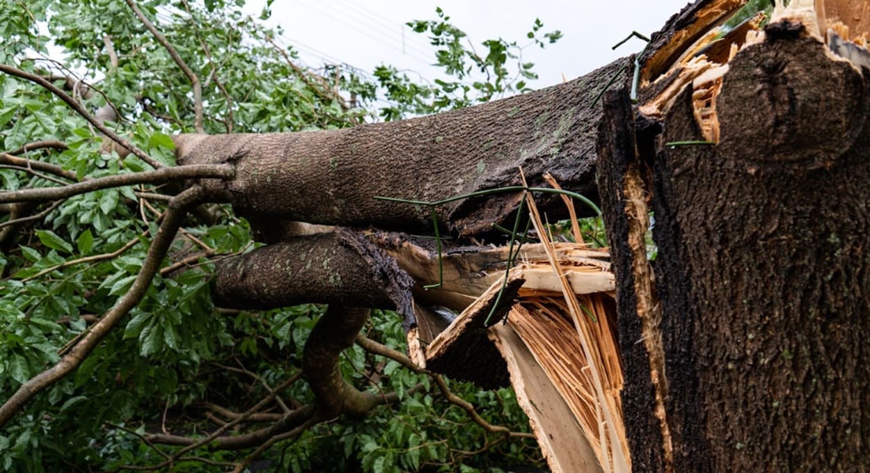 Vendaval derruba árvores no centro e bairros de Foz do Iguaçu