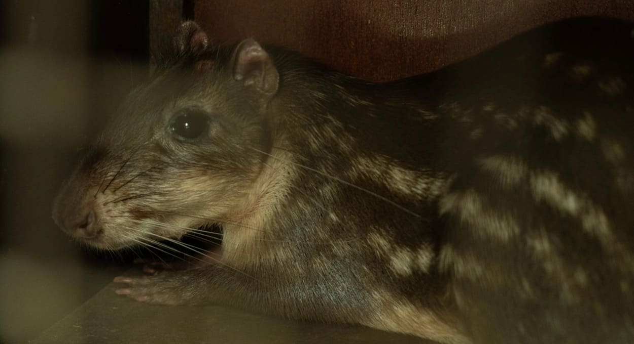 Parceria entre Itaipu e Klabin tem sucesso em reprodução de paca