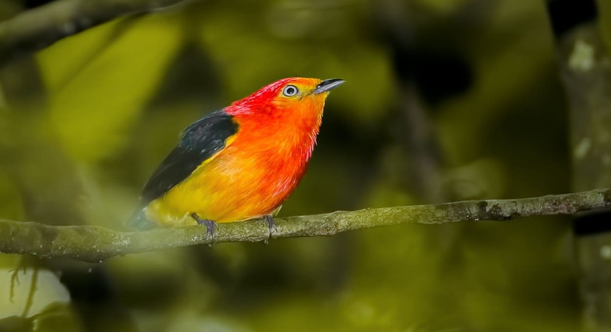 Uirapuru-laranja é avistado no lado argentino das Cataratas do Iguaçu