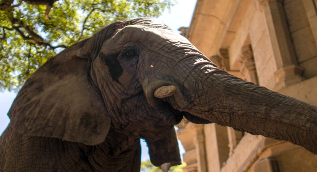 Fronteira entre Brasil e Argentina terá nova travessia de elefante