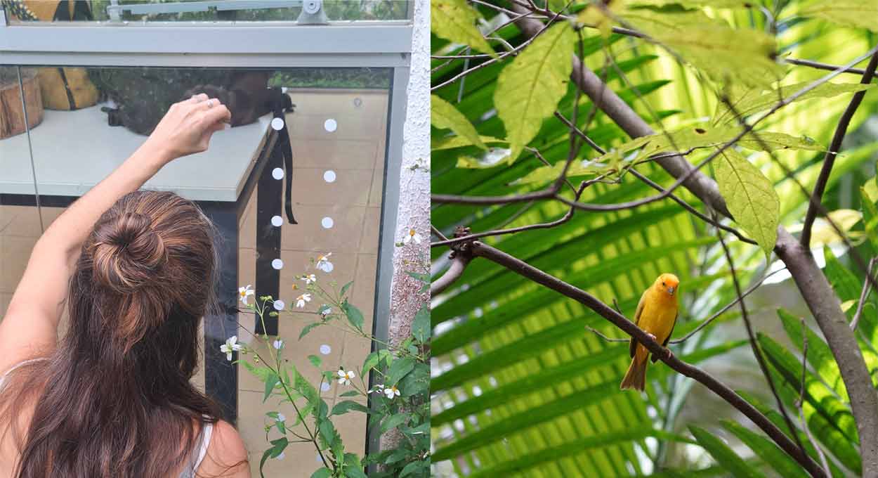 Parque das Aves promove ação educativa sobre colisões de aves com vidros