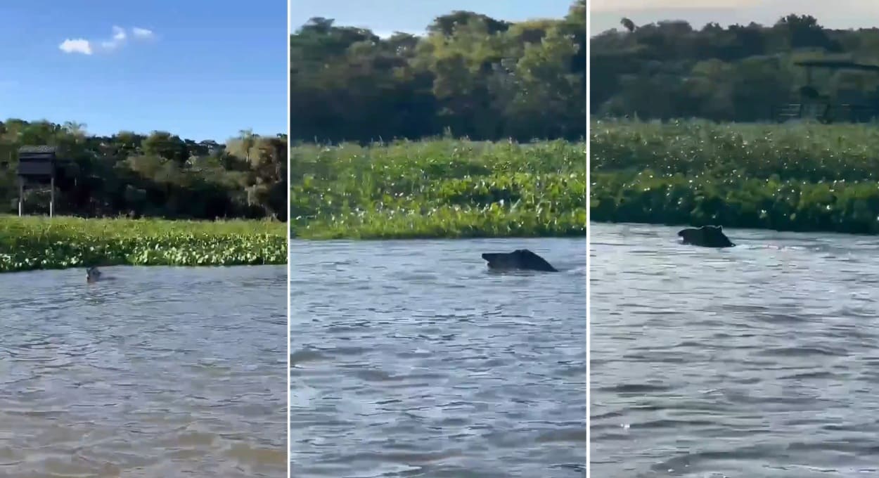Vídeo mostra anta adulta nadando nas águas do lago de Itaipu