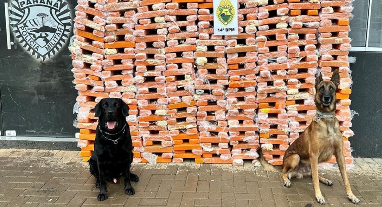 Transportadora camuflava maconha em bobinas de papel