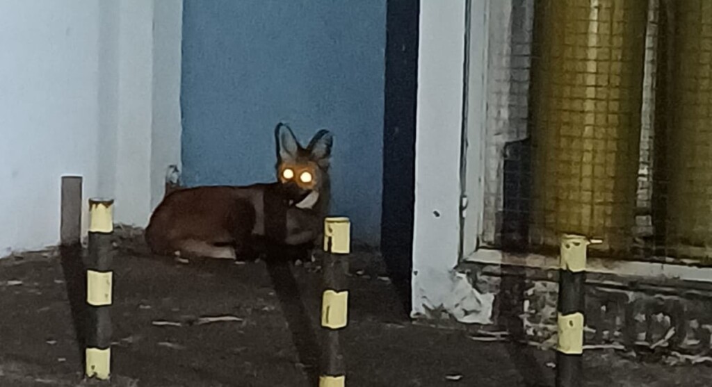 Caso raro: lobo-guará é resgatado na área urbana de Foz do Iguaçu