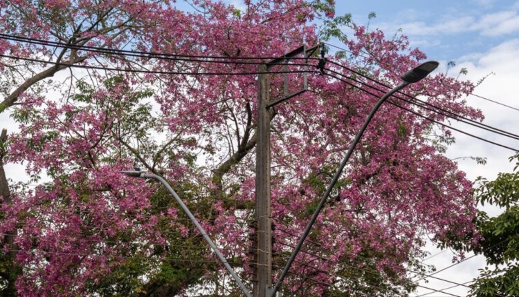Ao passar pelo TTU, olhe para cima e admire a paineira.
