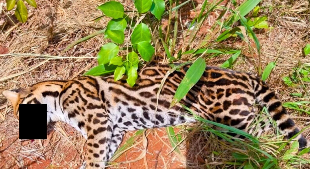 Argentina: jaguatirica morre atropelada no Parque Nacional Iguazú