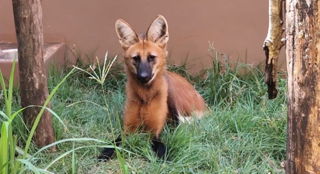 Lobo-guará resgatado em Foz do Iguaçu está pronto para voltar à natureza
