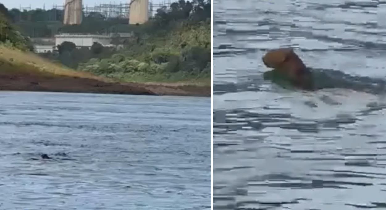 Torres ao fundo permitem situar a filmagem no trecho do Rio Paraná próximo à usina de Acaray.
