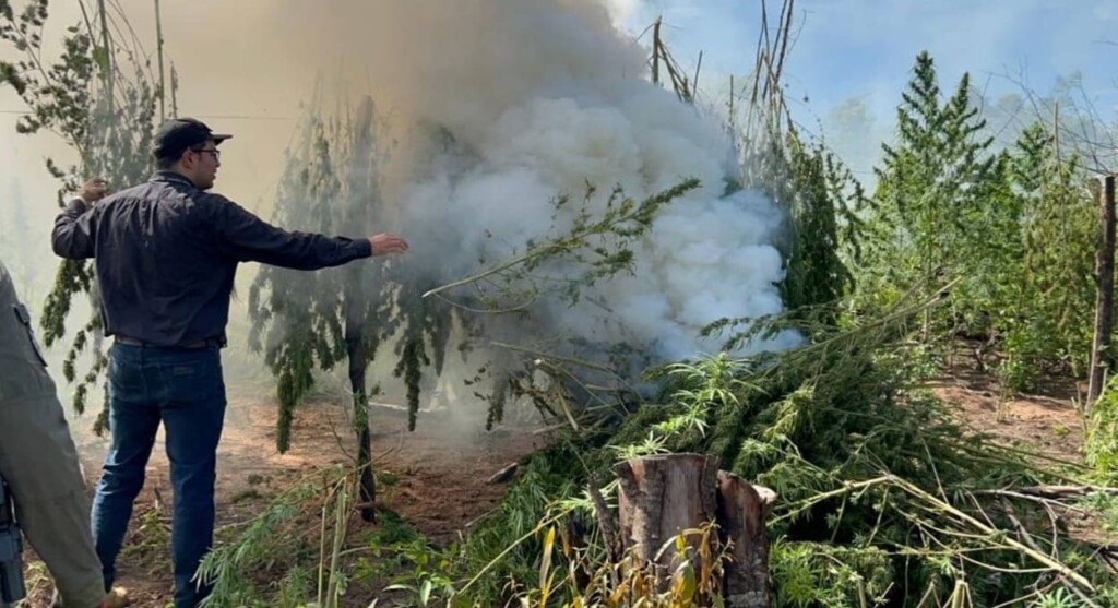 Paraguai: operação elimina 859 toneladas de maconha na fronteira