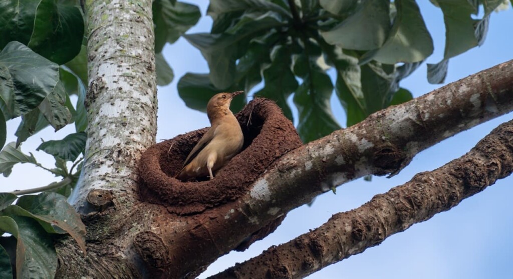 Fascinating! Watch how a rufous ovenbird builds its nest (video)