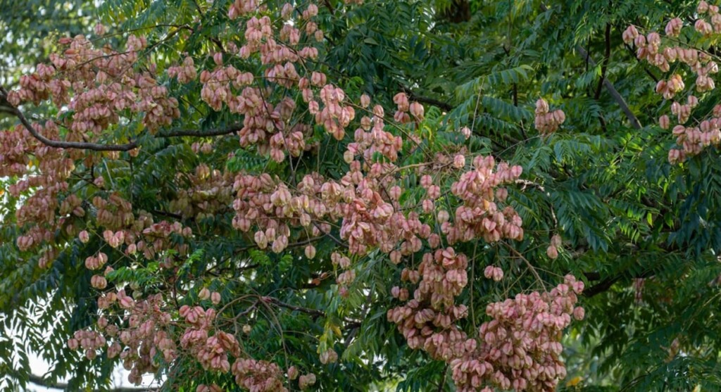 Admire the golden rain tree in Foz do Iguaçu