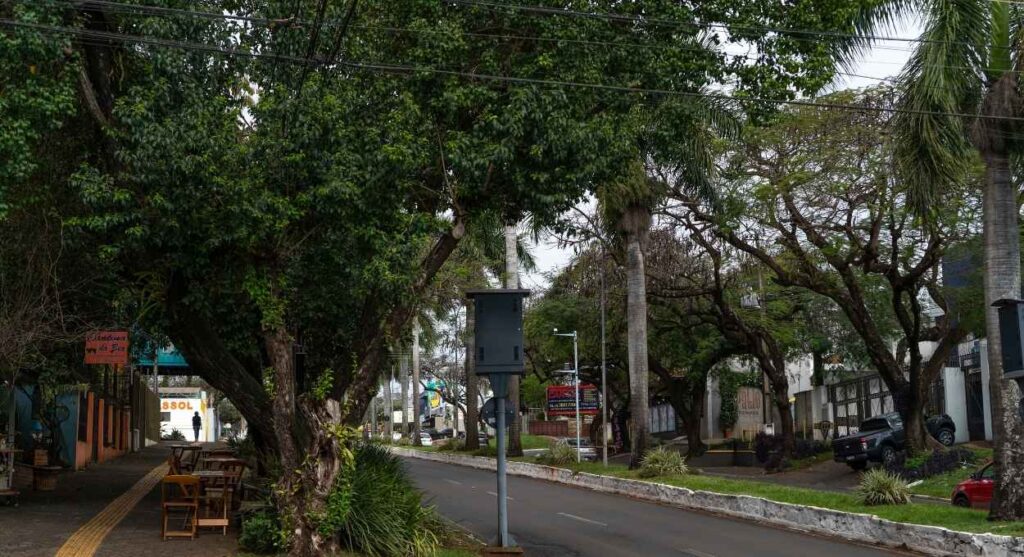 More trees on our streets