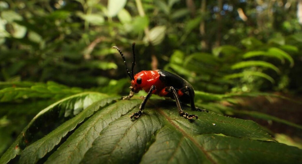 Iguaçuenses podem participar do Desafio da Biodiversidade Urbana 2025