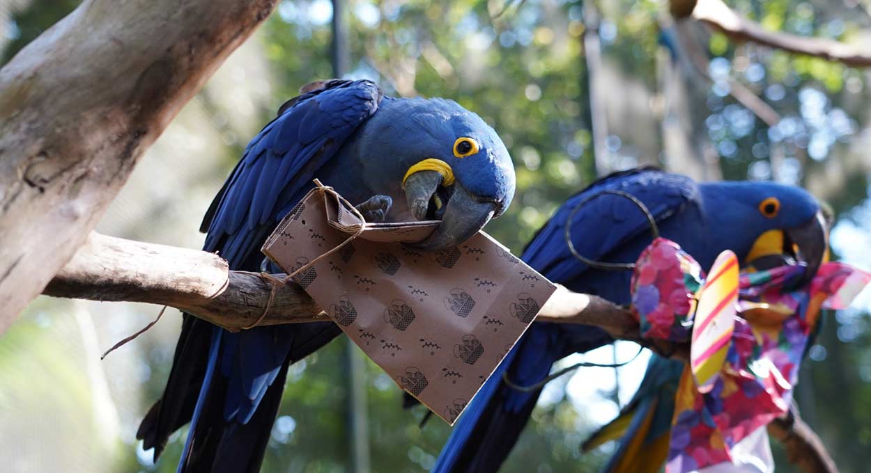 Parque das Aves