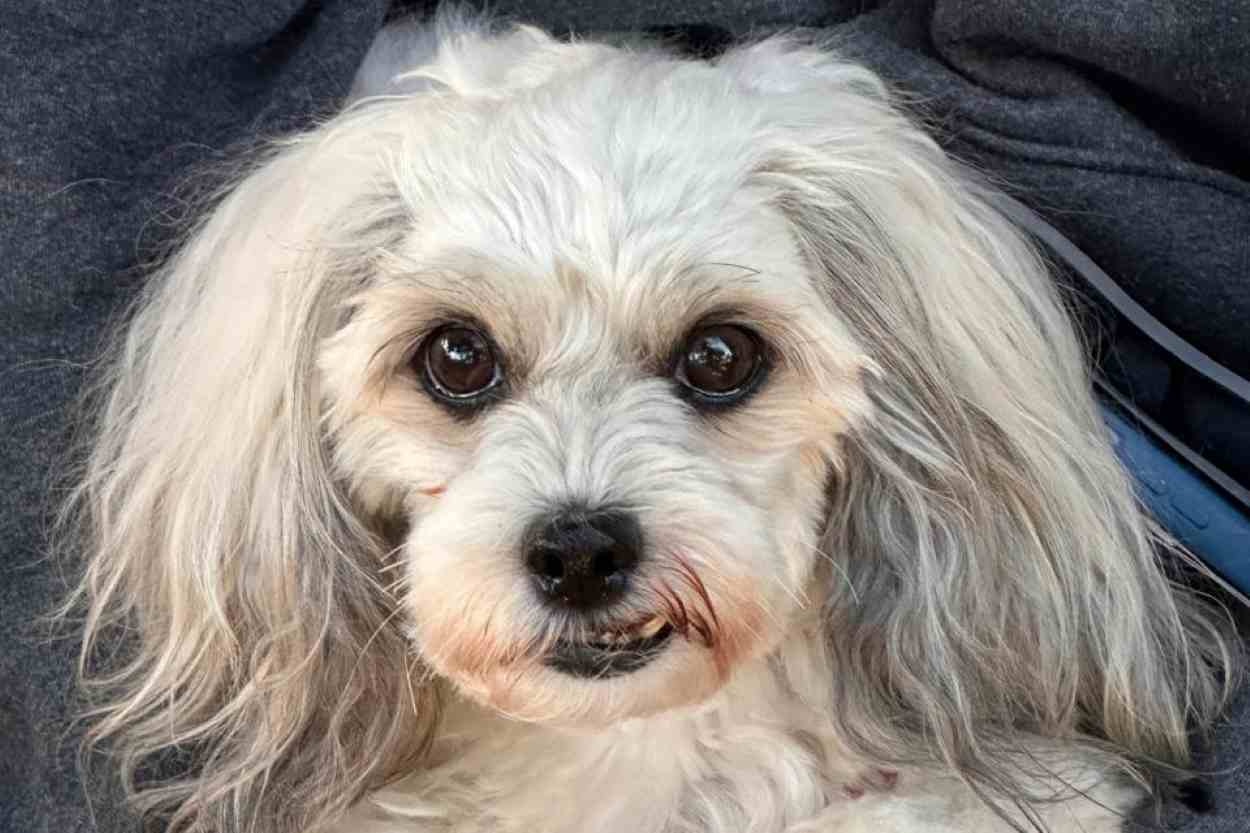 CastraPet realizará 5.º ciclo do programa em cidades do Paraná