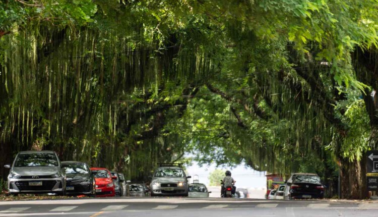 Avenida Pedro Basso