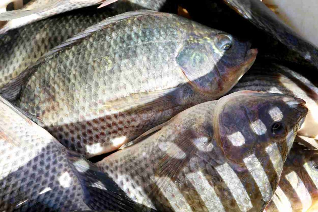 Feira do Peixe em Foz do Iguaçu une variedade e preço acessível