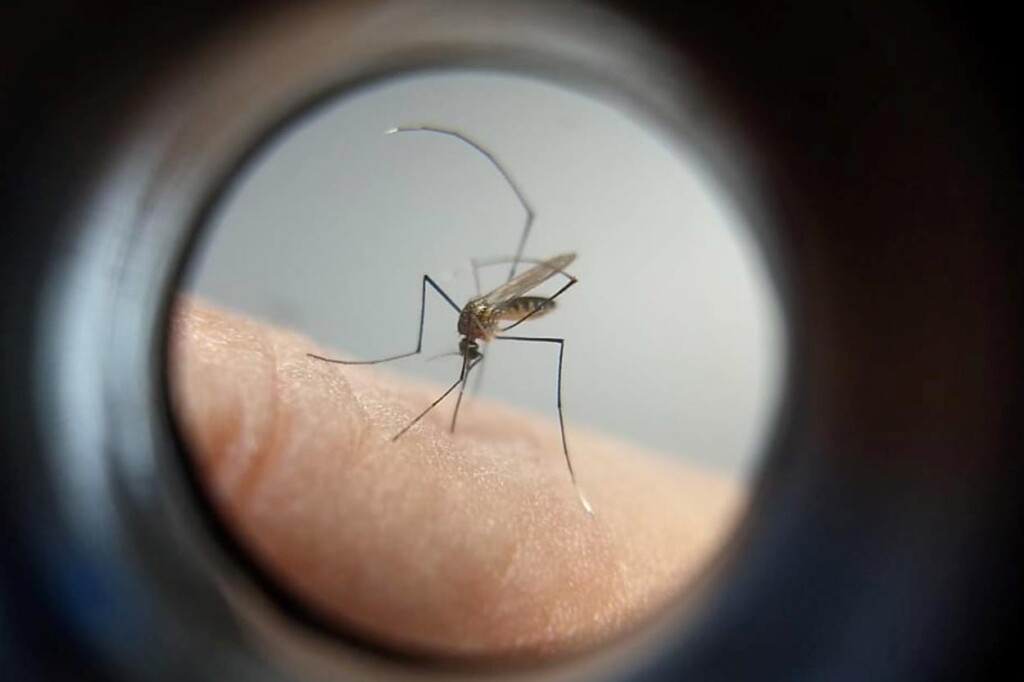 Foz do Iguaçu registra queda de 96% em casos de dengue, diz prefeitura