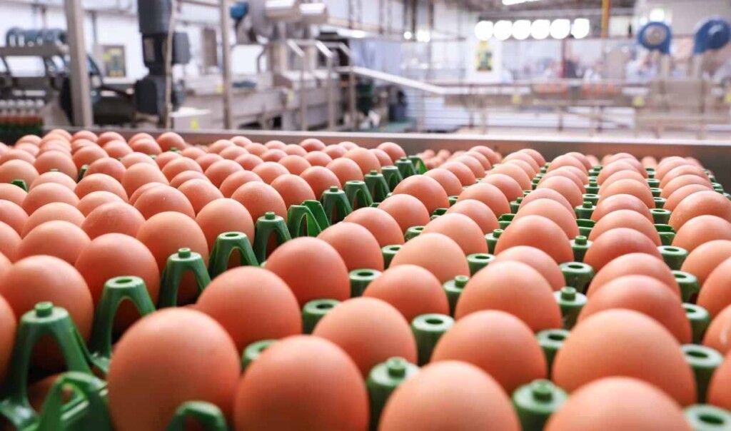 Com 200 milhões de dúzias, produção de ovos para consumo cresce no Paraná