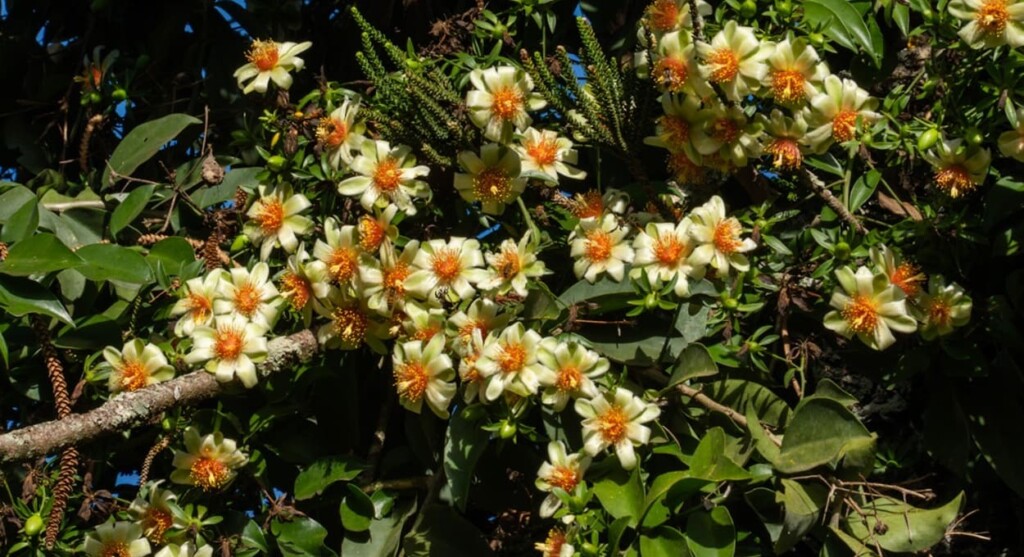 Discover interesting facts about ora-pro-nóbis, an edible and medicinal plant