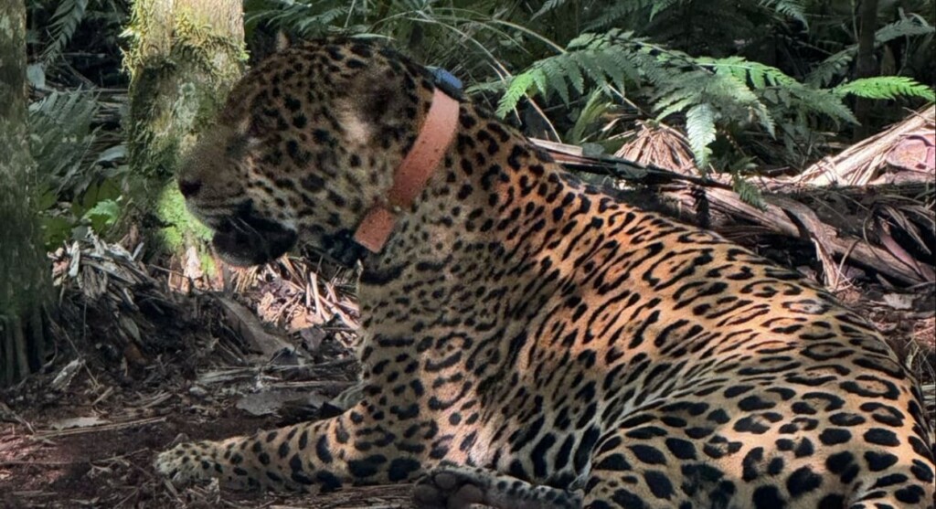 Argentina rastreia presença de onça perto de estrada na fronteira