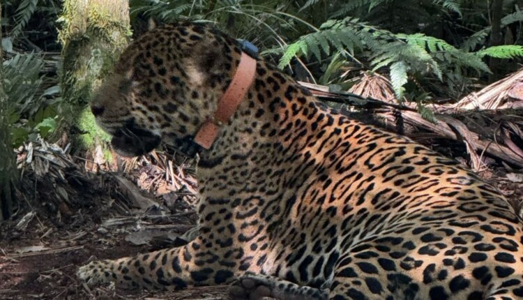 Hendú já foi visto várias vezes na Argentina e no Brasil, onde recebeu colar de monitoramento.