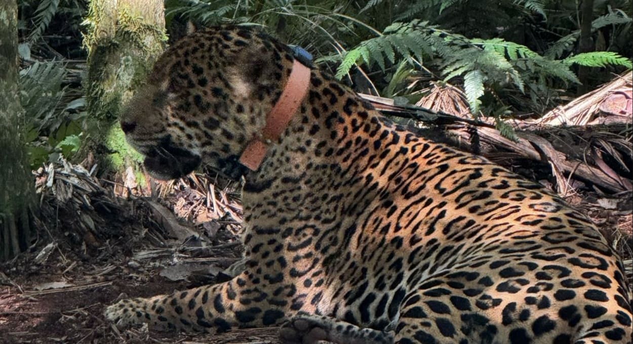 Hendú já foi visto várias vezes na Argentina e no Brasil, onde recebeu colar de monitoramento.