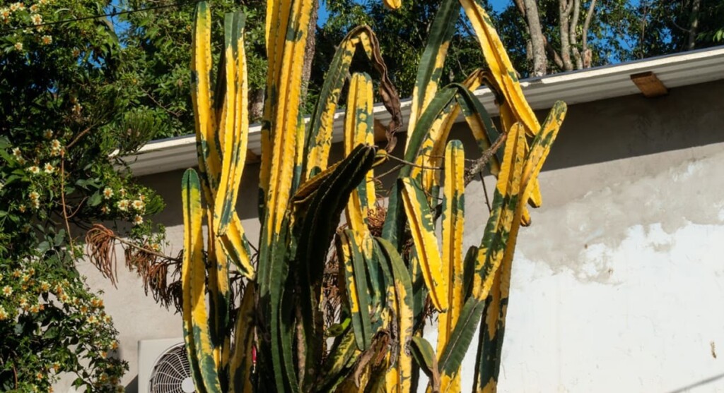 Conheça a espécie de cacto que tem as cores da bandeira do Brasil