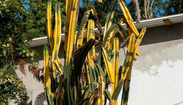 Alternância entre verde e amarelo destacam a espécie de cacto. Foto: Marcos Labanca/H2FOZ