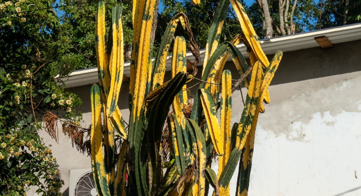 Alternância entre verde e amarelo destacam a espécie de cacto. Foto: Marcos Labanca/H2FOZ