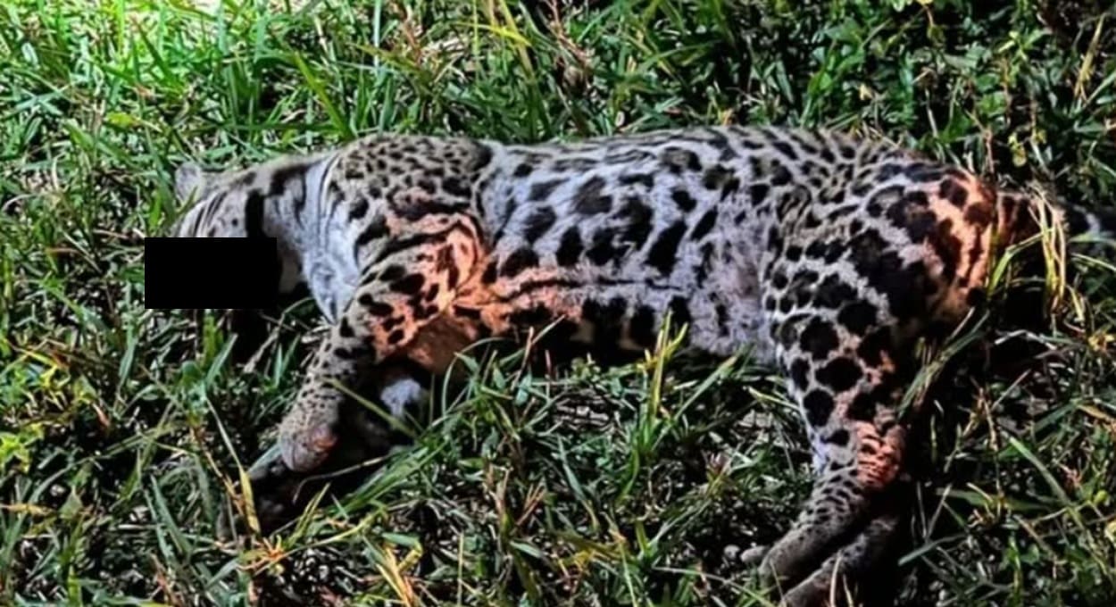 Somente no que vai do ano, mais de dez jaguatiricas já morreram atropeladas nas estradas da Argentina.