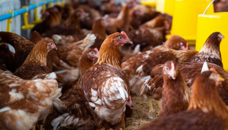 Argentina teve casos de gripe aviária em granjas comerciais no ano de 2023.